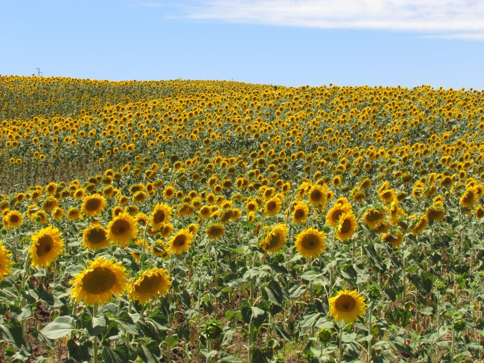 May sunflowers
