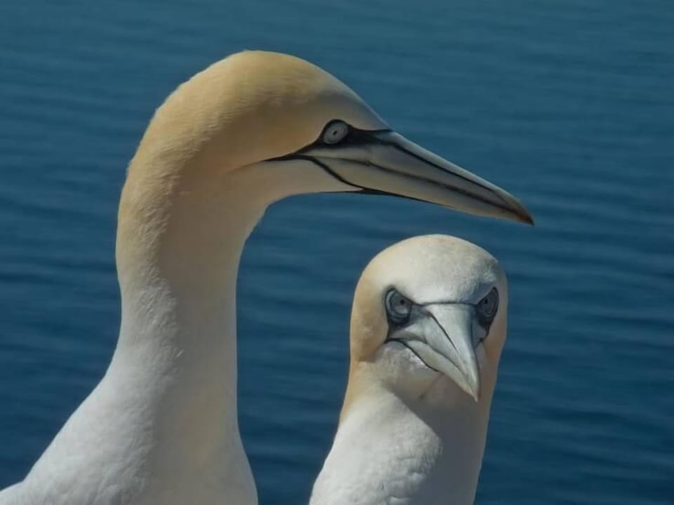 Seaside Seabird Sanctuary