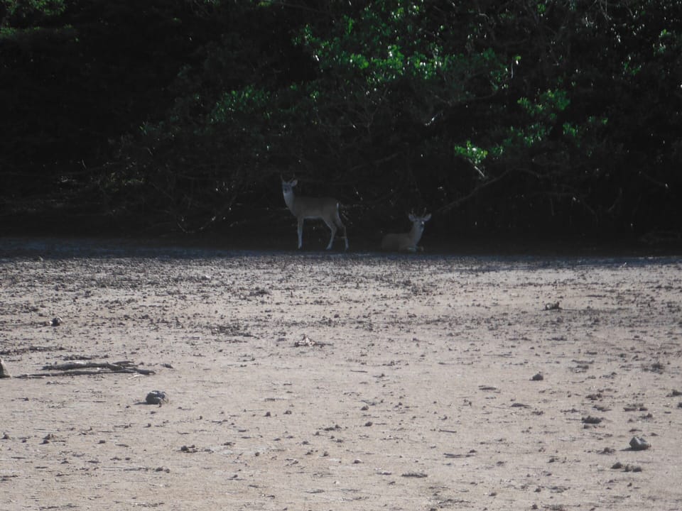This is our secret spot where we always see deer on St John.