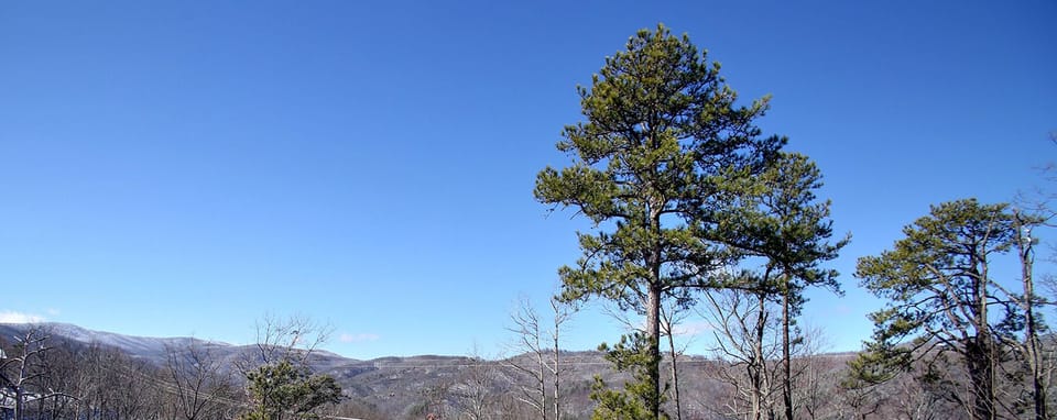 The View From Koala