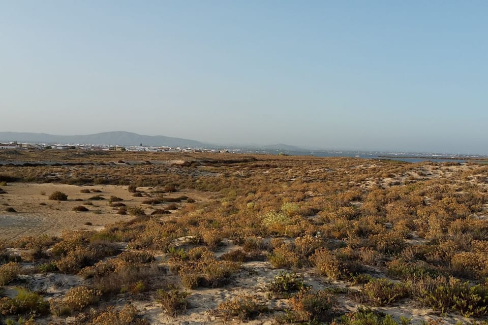 Region [summer] (>5 km)