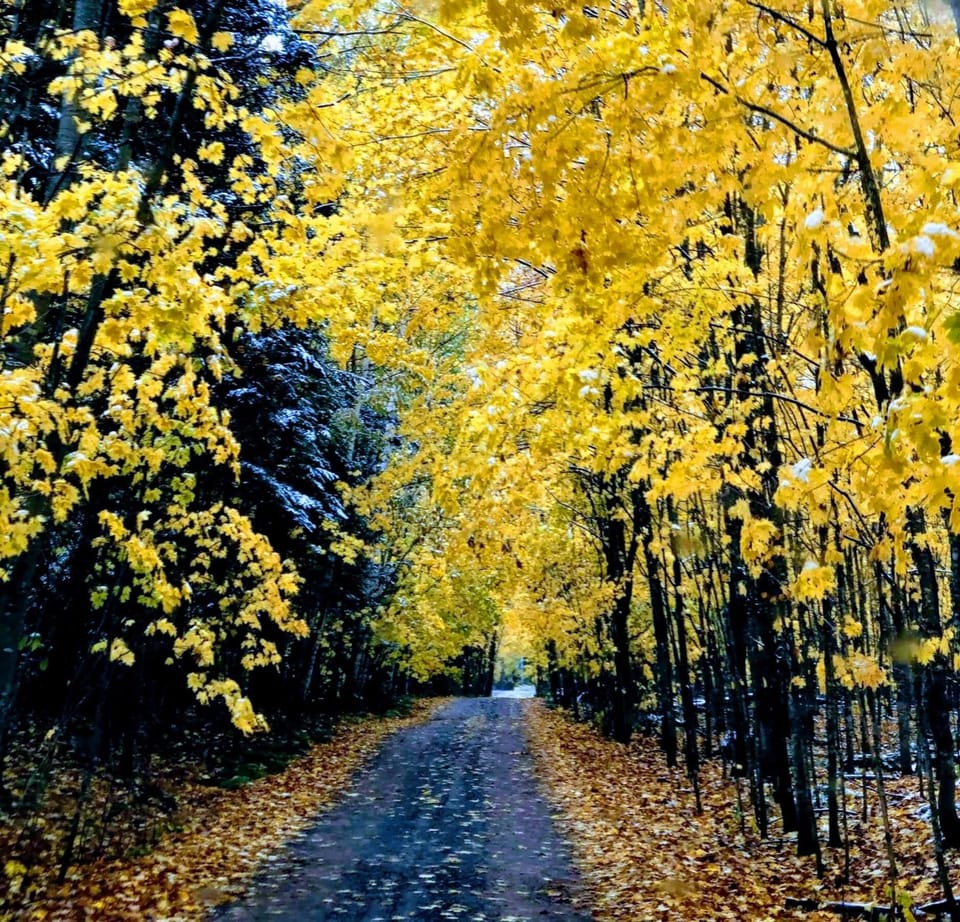 Fall Driveway