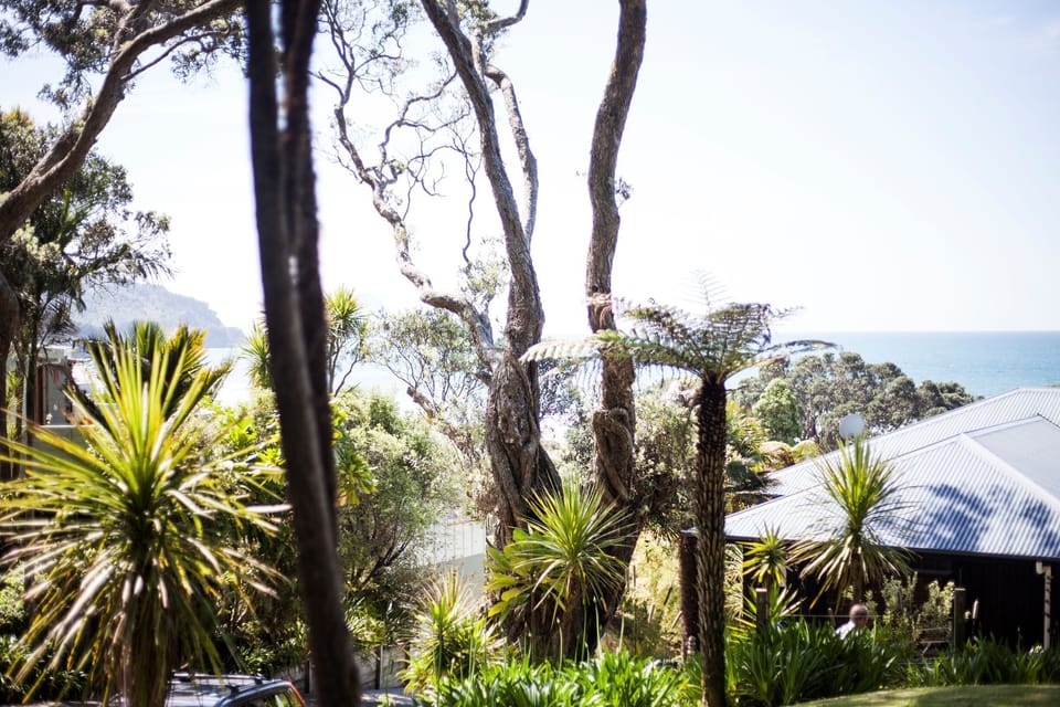 Pohutukawa trees behind the house