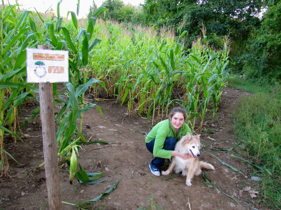Local Spring Ledge Farm annual fall corn maze.