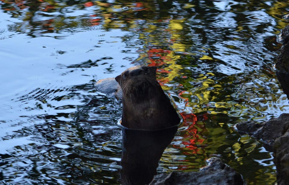 A friendly river otter drops in for a visit