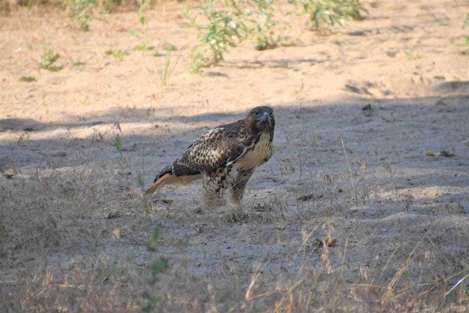 Hawk in Backyard