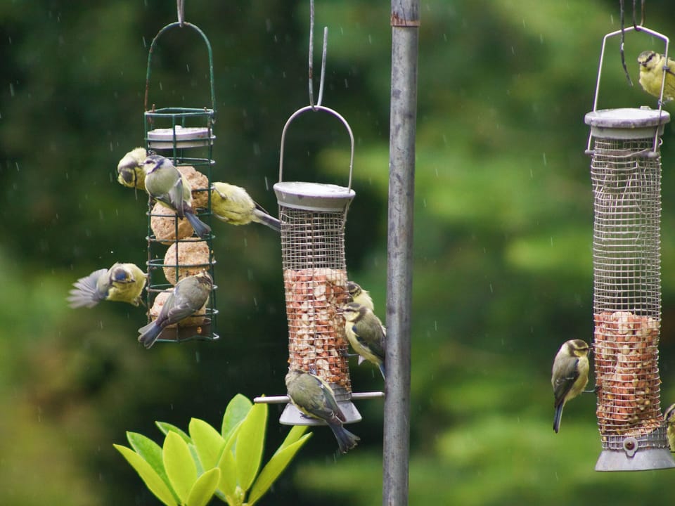 Well-visited bird feeder within the garden | The Cottage, Richards Castle, near Ludlow