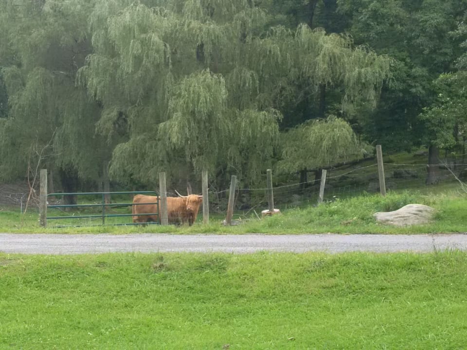 Darragh, Scottish Highland Cow, from front door of Yurt. 