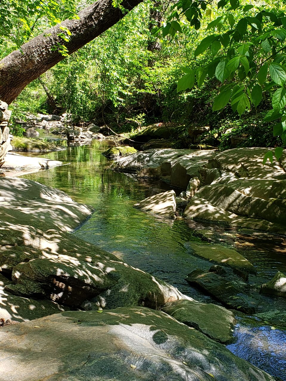 Reed Creek and the green-way is only a block from the accommodations.