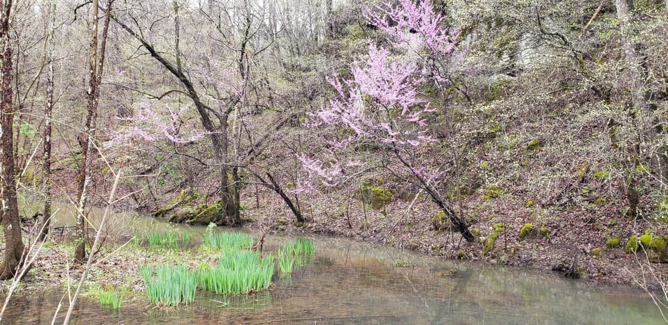 Redbud and Dogwood Blooming