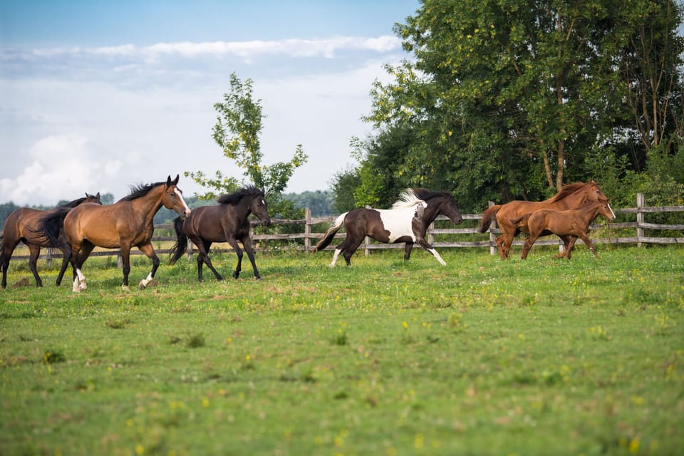 Our lovely horses.