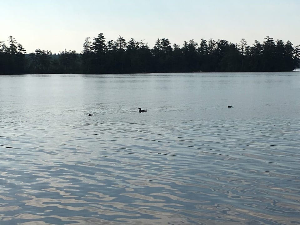 Watching the loon family that has nested on our shore.