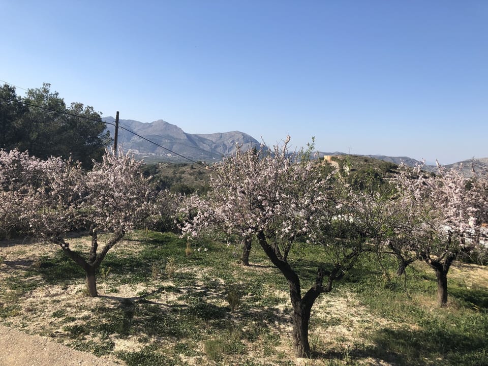 Our almond grove in the spring