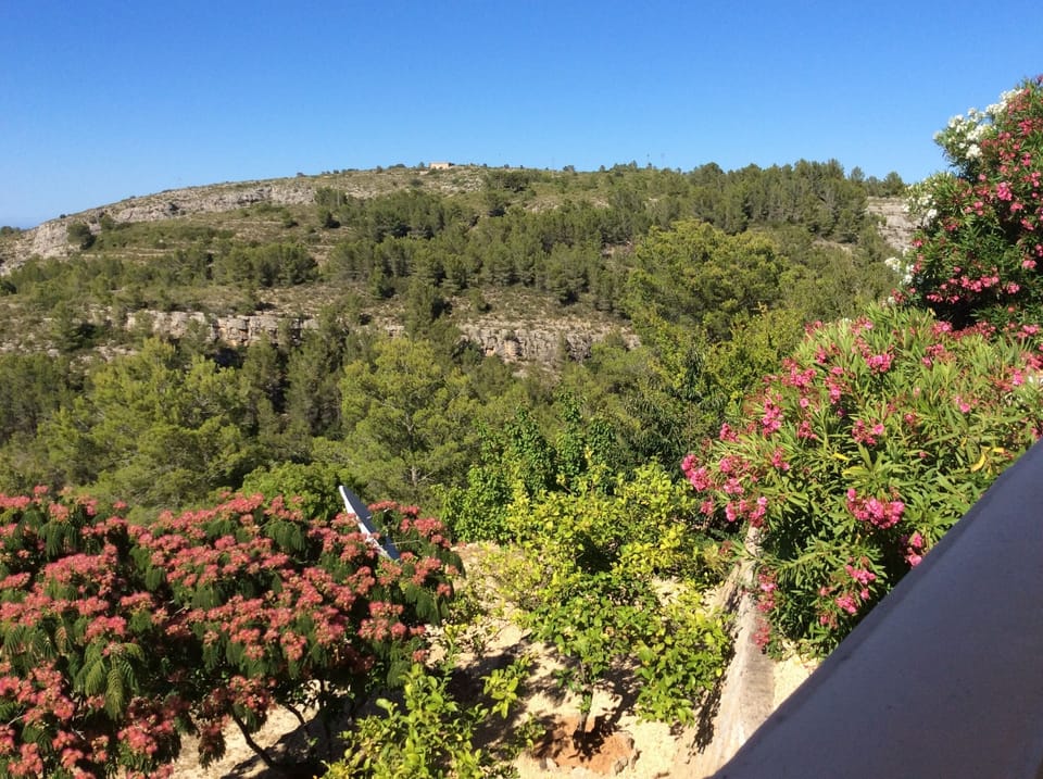 Orange and lemon grove and mountain view from the front door