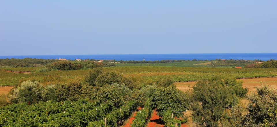 Apartments Anna and Branko - Apartment 2 Apartment in Istria County