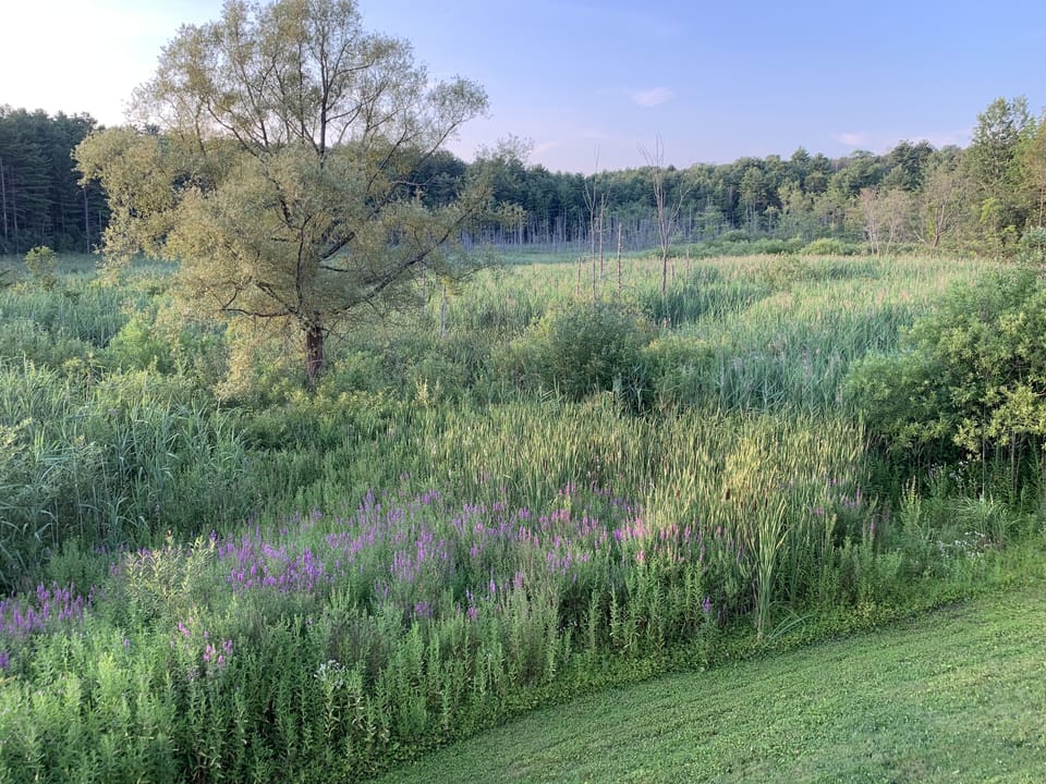 View from the deck 