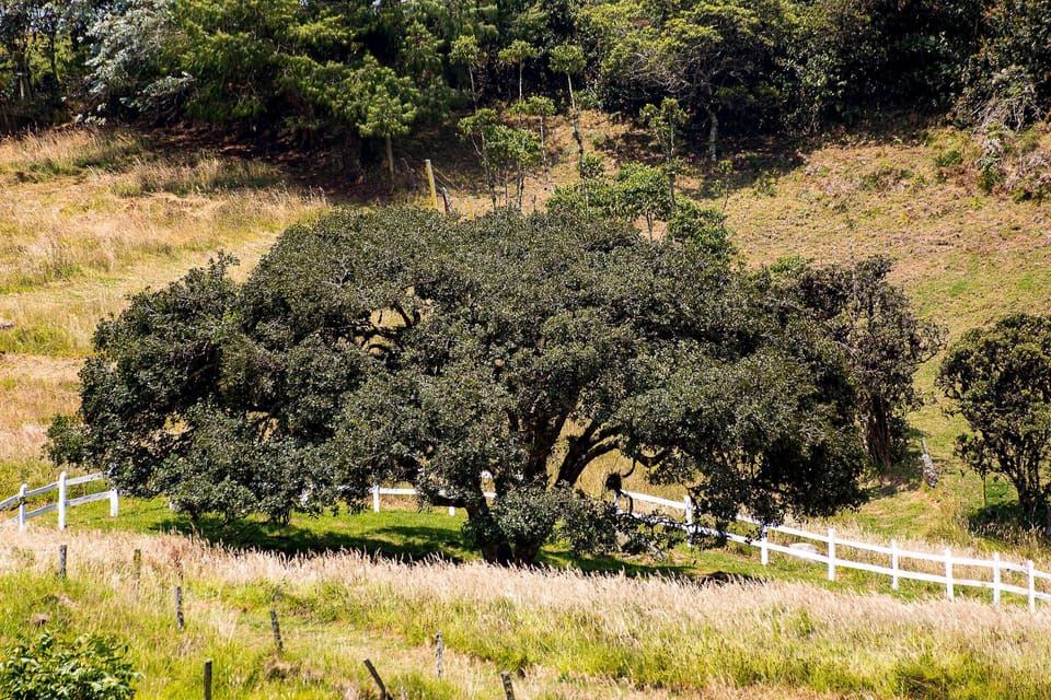 Native trees reforestation program.