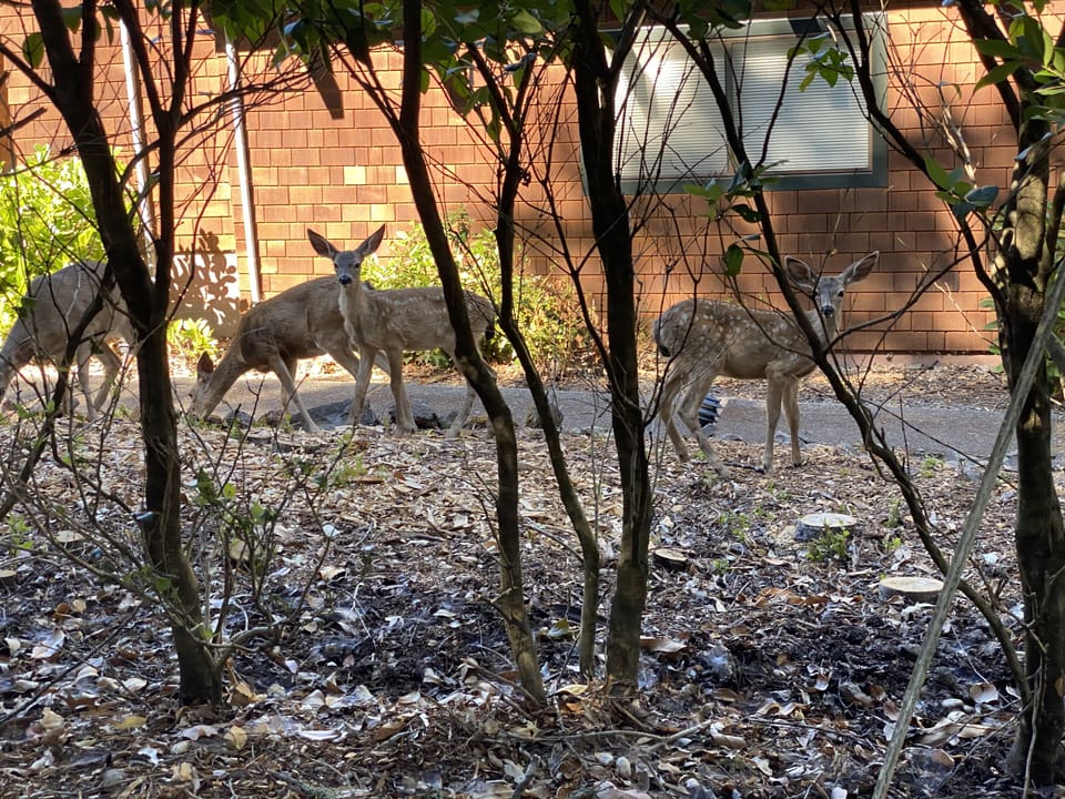 Friendly Visitors