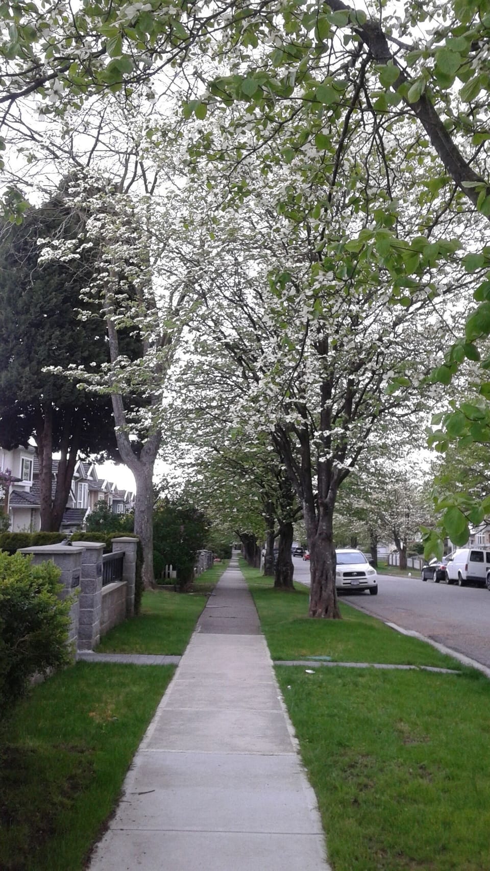Our beautiful, quiet street
