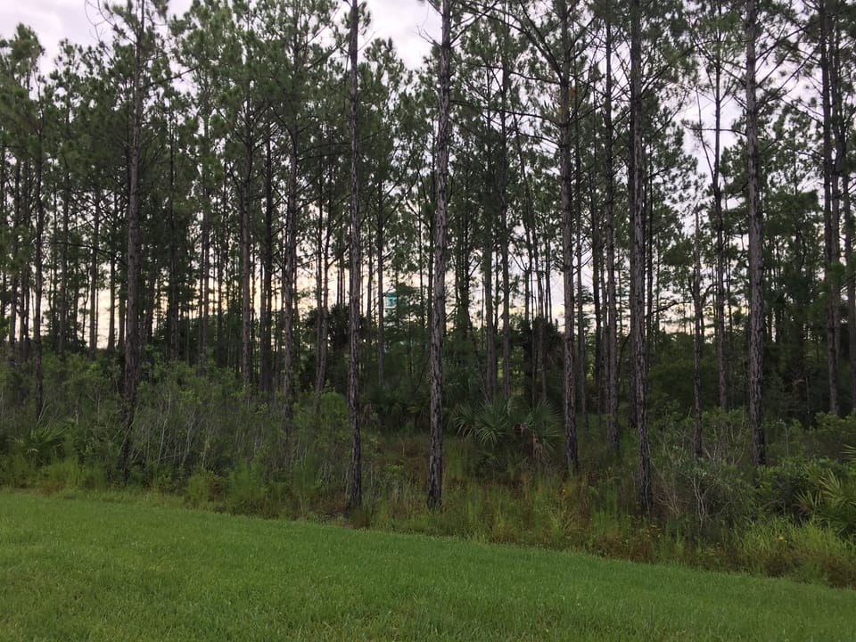 Private standing pines view from patio.  Friendly neighbors.  