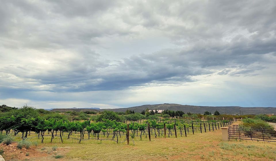 Views Of The Vineyard. Yes! You Can Eat The Grapes When They Are In Season