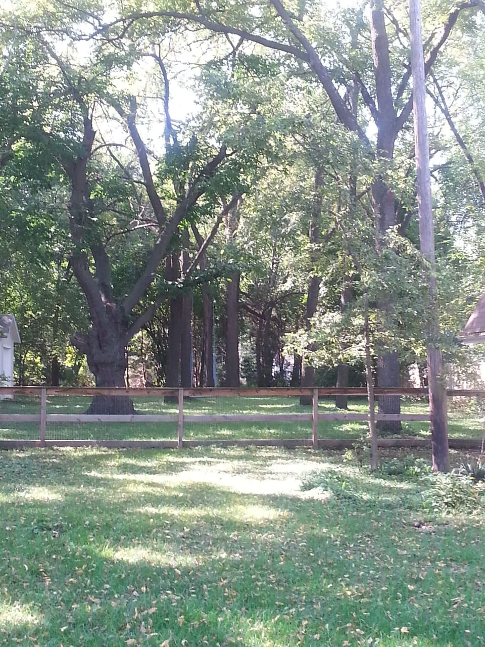 Backyard with black walnut grove