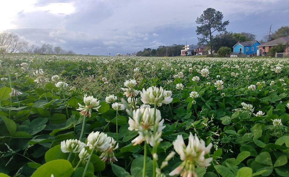 Springtime on the levee.  My house sits at the foot of the Miss. Riiver levee.