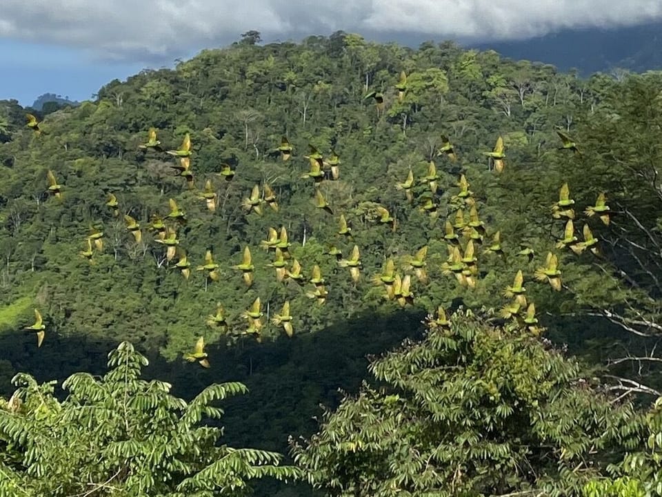 Parrots