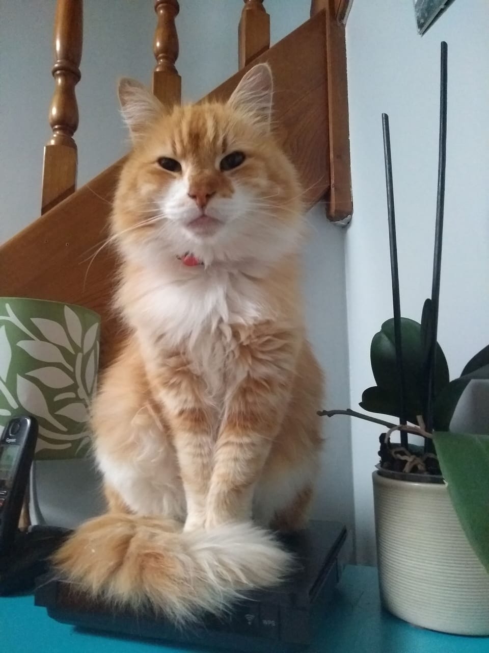Vanille, one of the family "watch cat".