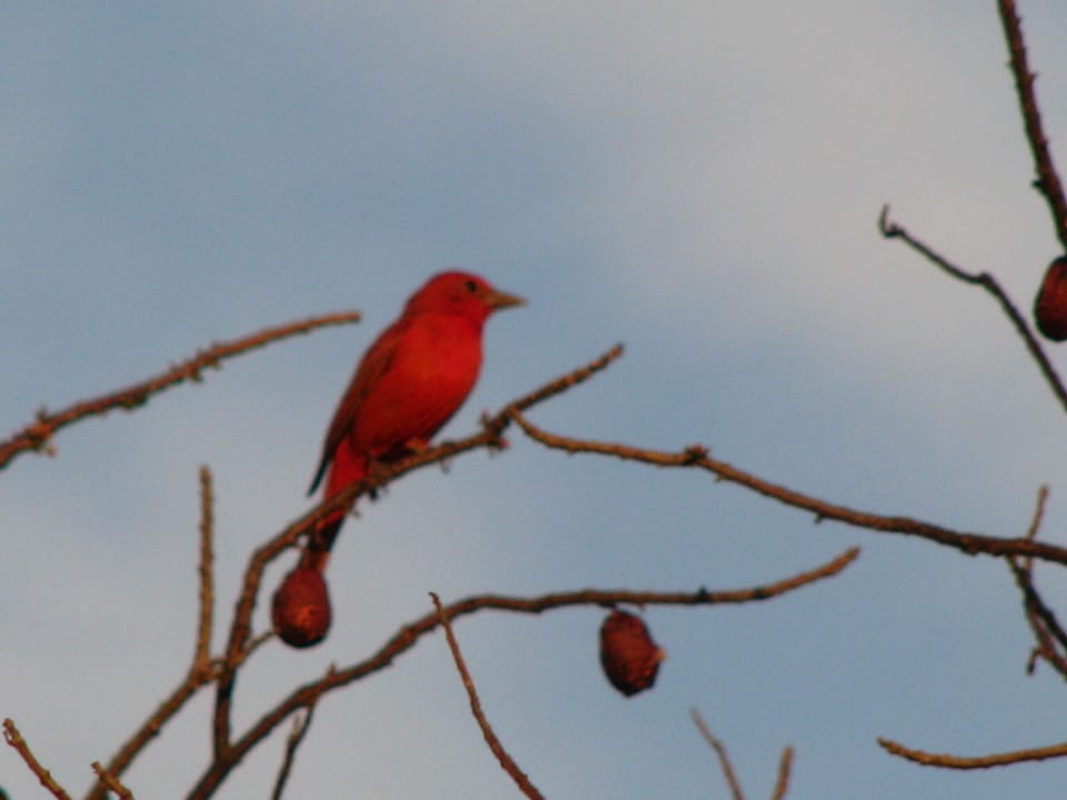 Vermillion Flycatcher seen from patio
