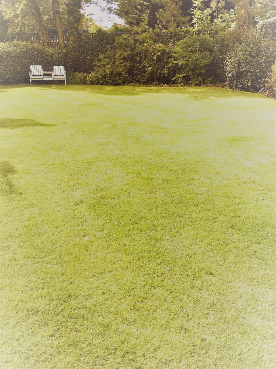 The garden 