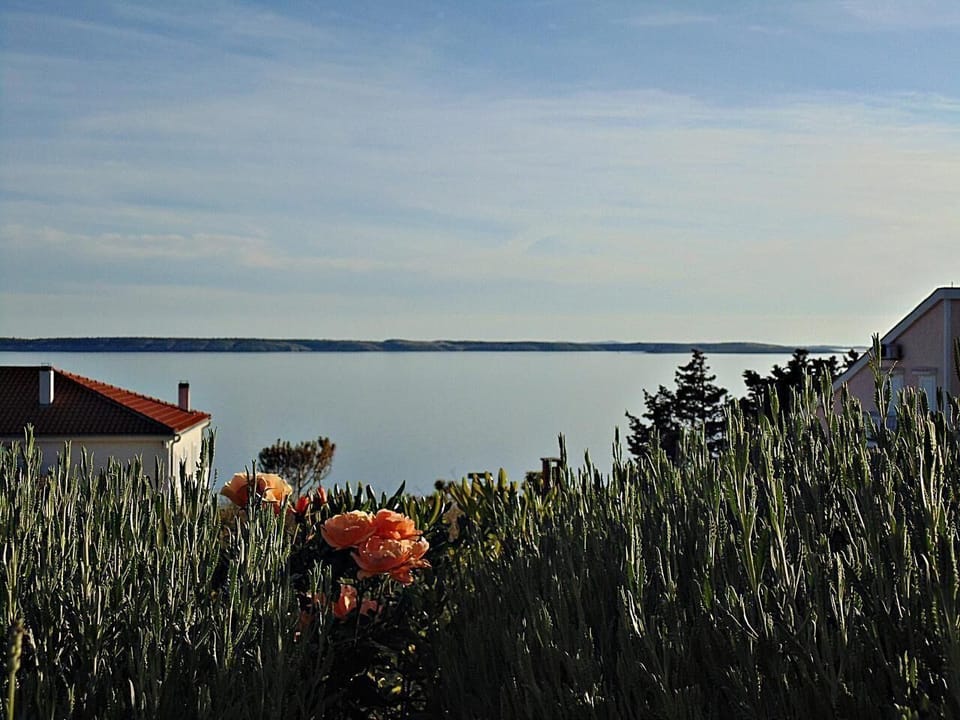 View from garden