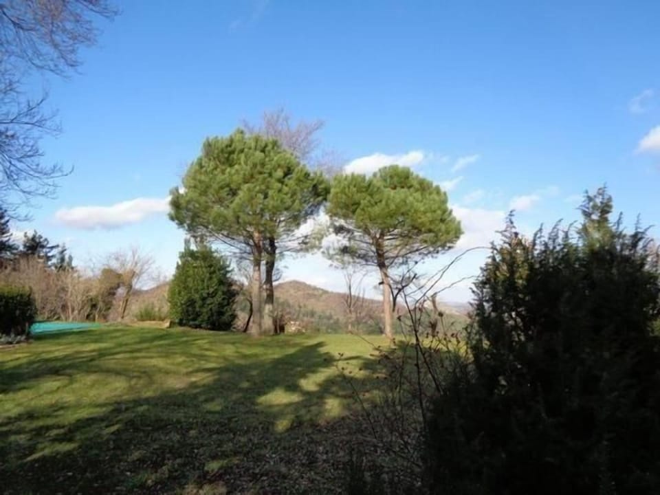 The garden with its pine trees