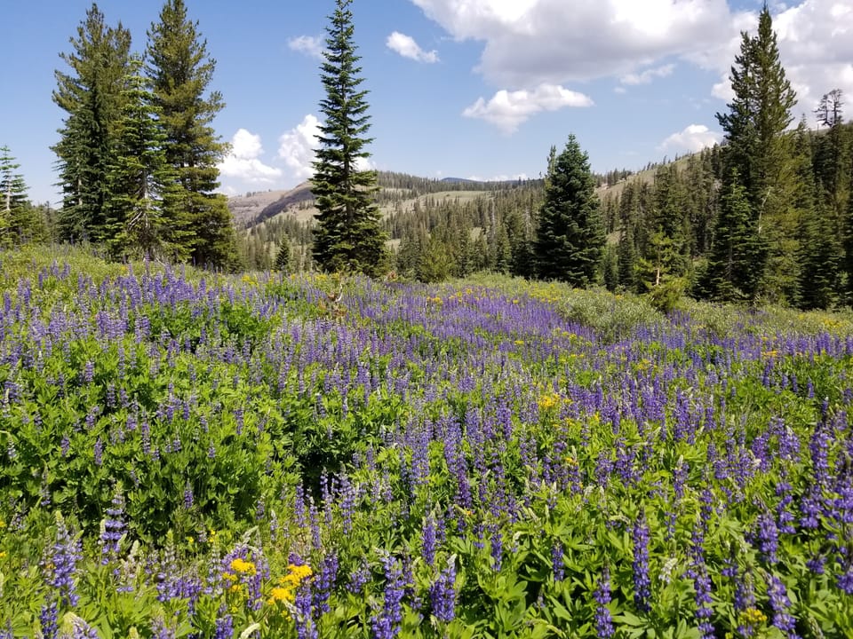 Wildflowers all around