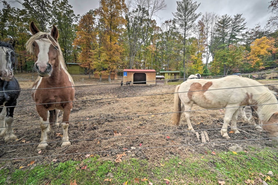 Friendly Animals On-Site