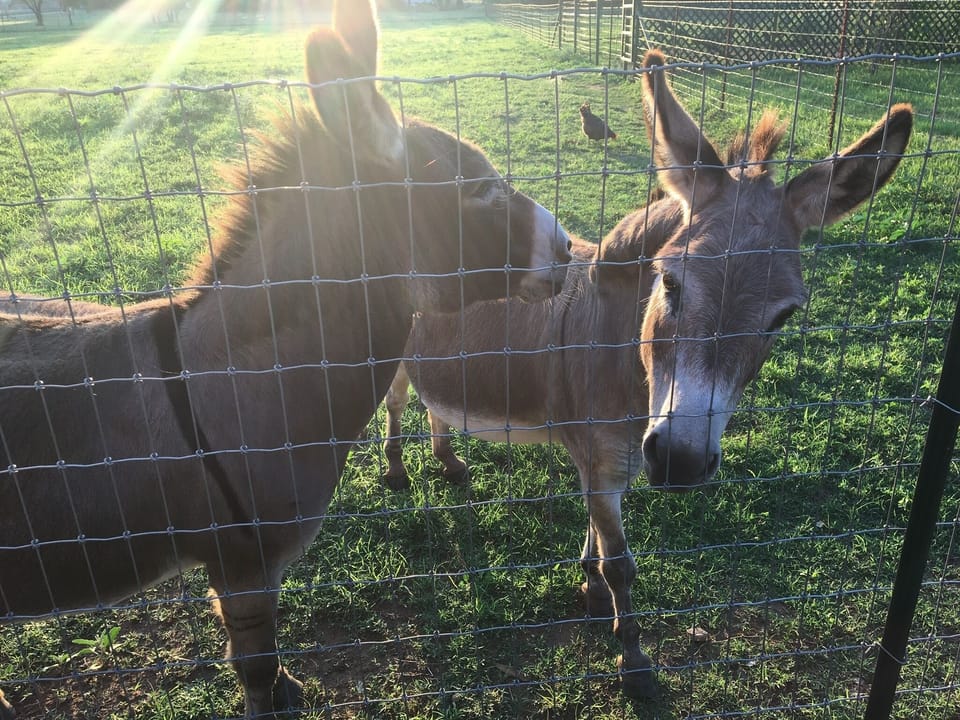 Paco and Pancho are always ready for an apple treat