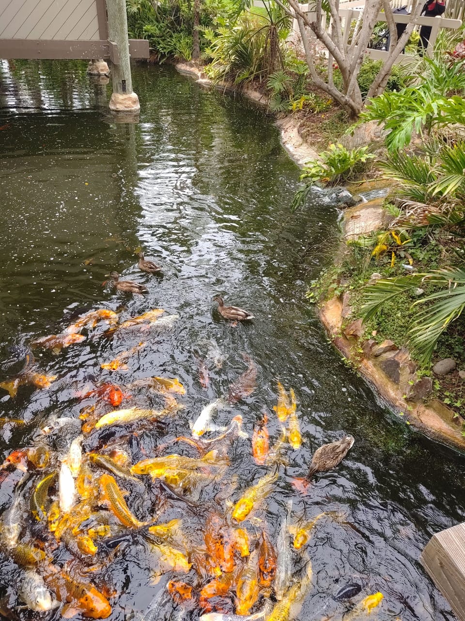 koi pond