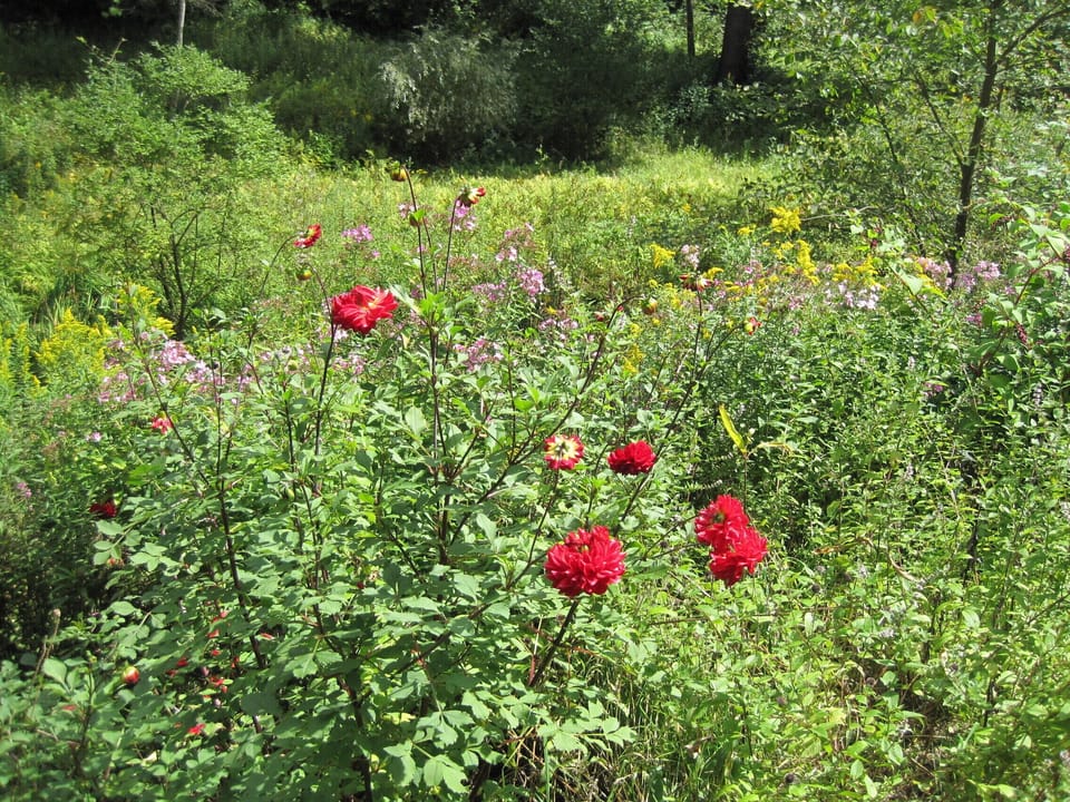 Wildflowers bloom in summer near the brook...