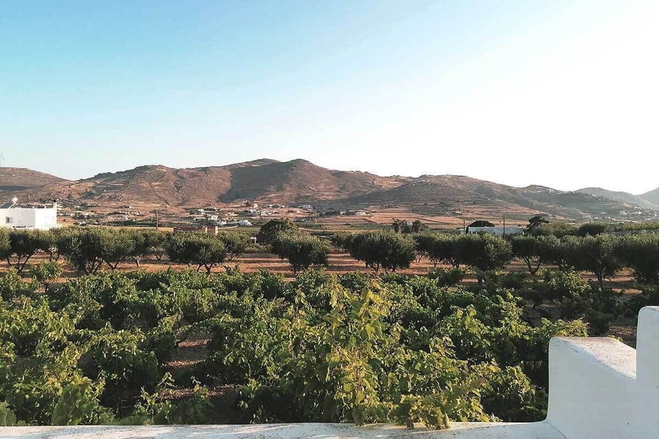 View from the veranda into the vineyard and olive grove
