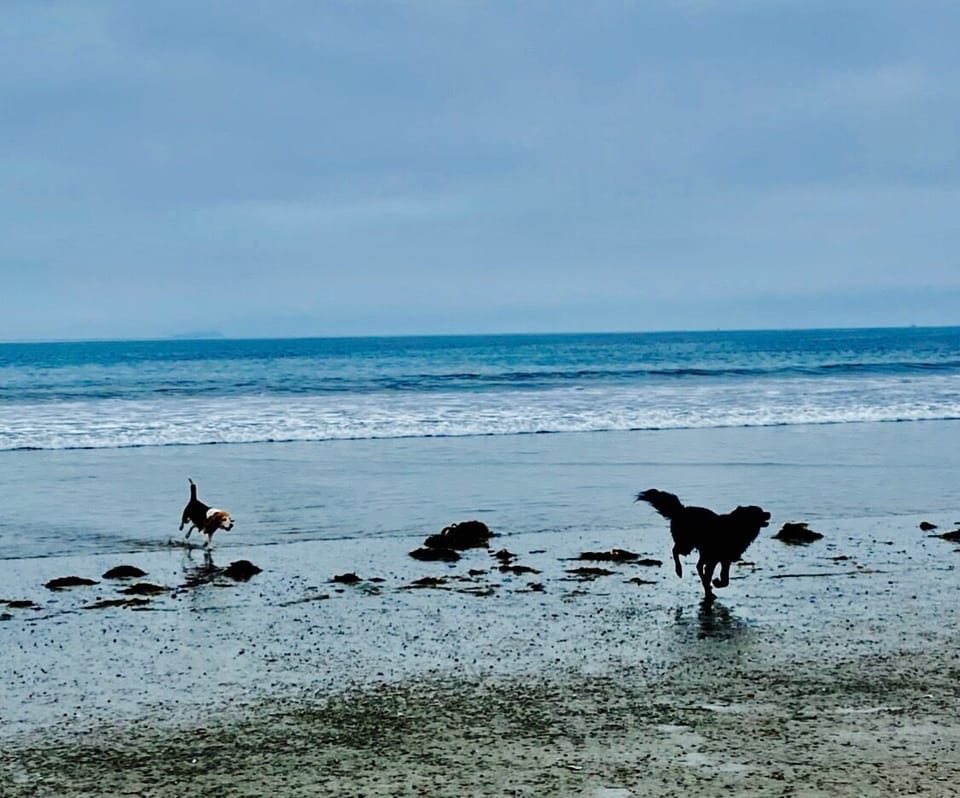 A 15-minute walk to Coronado Dog Beach!
