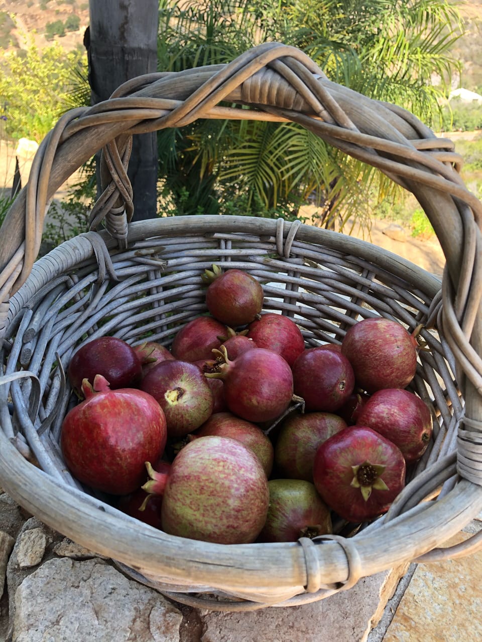 More delicious fruit from the property 