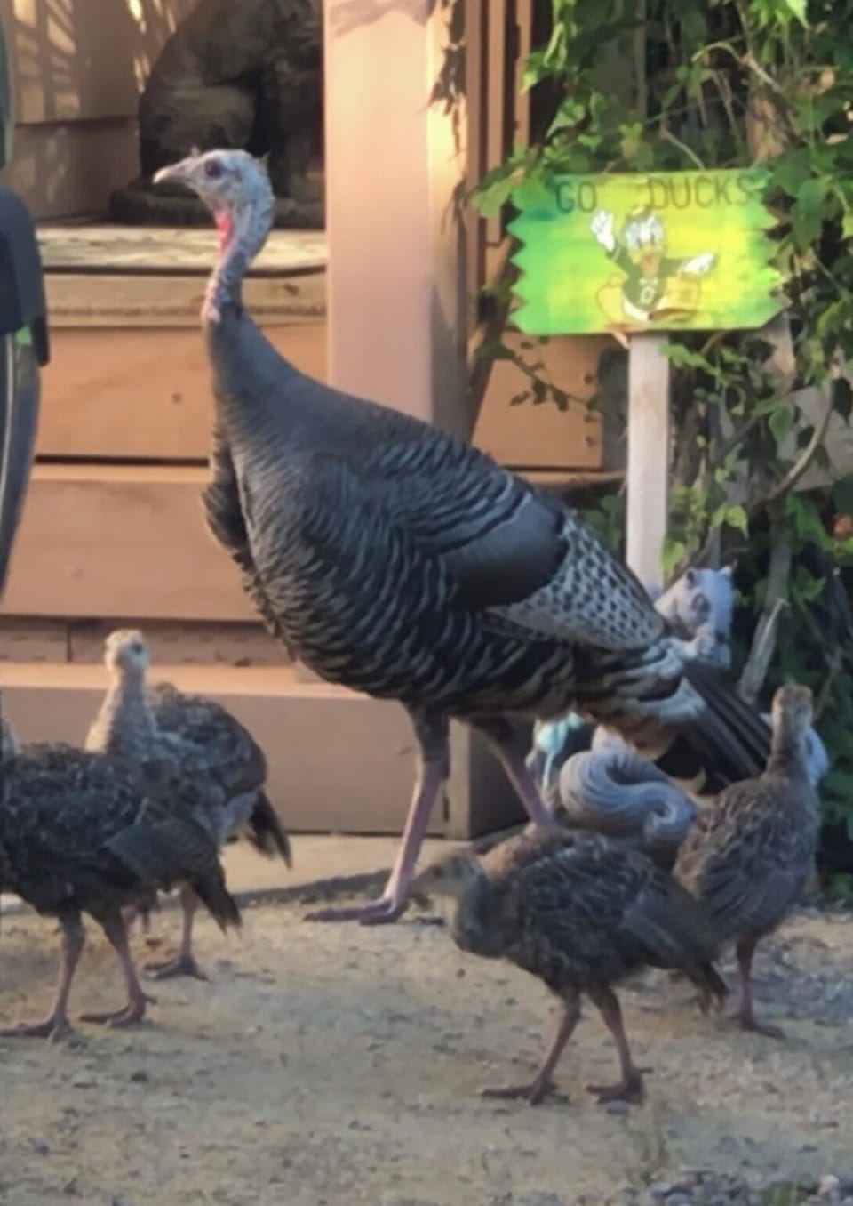 An occasional visitor. Turkey and Deer stroll through sometimes.