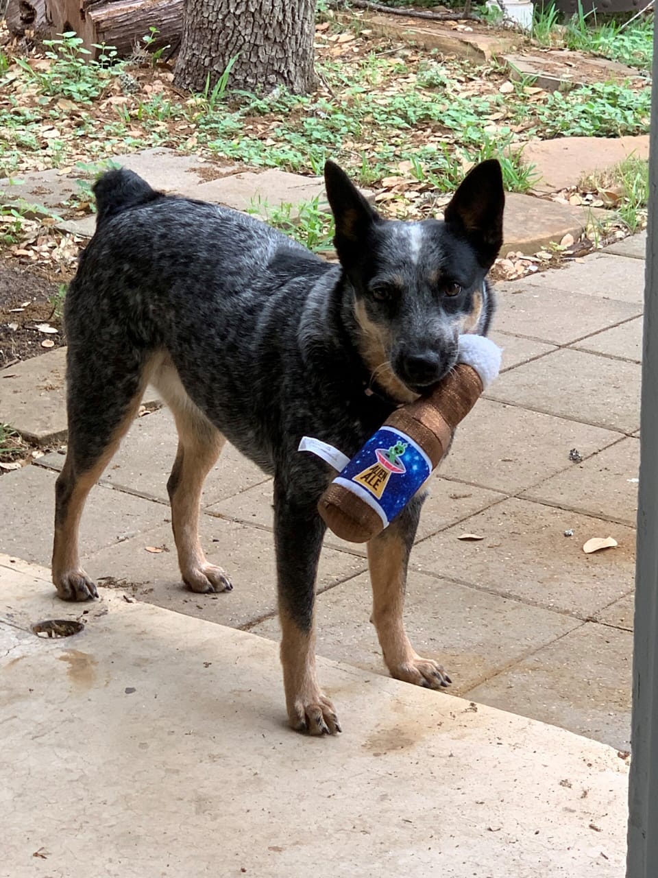 Pet-friendly