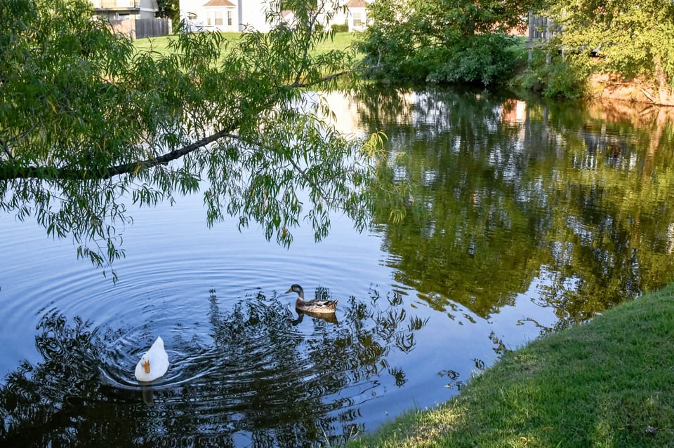 You'll see these fellas float by during your stay!