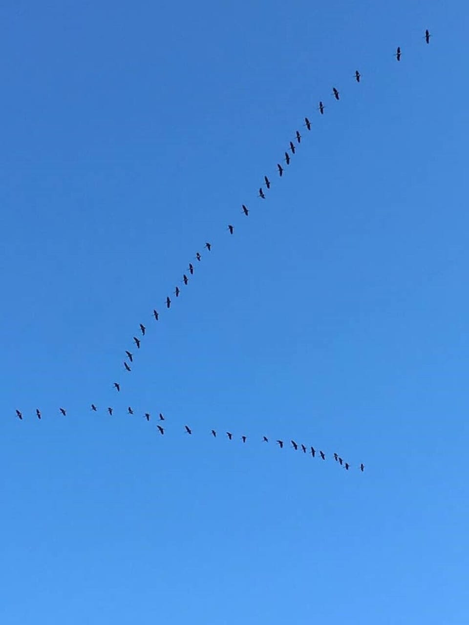 ---- Gite Heron ---- House in Nouvelle-Aquitaine