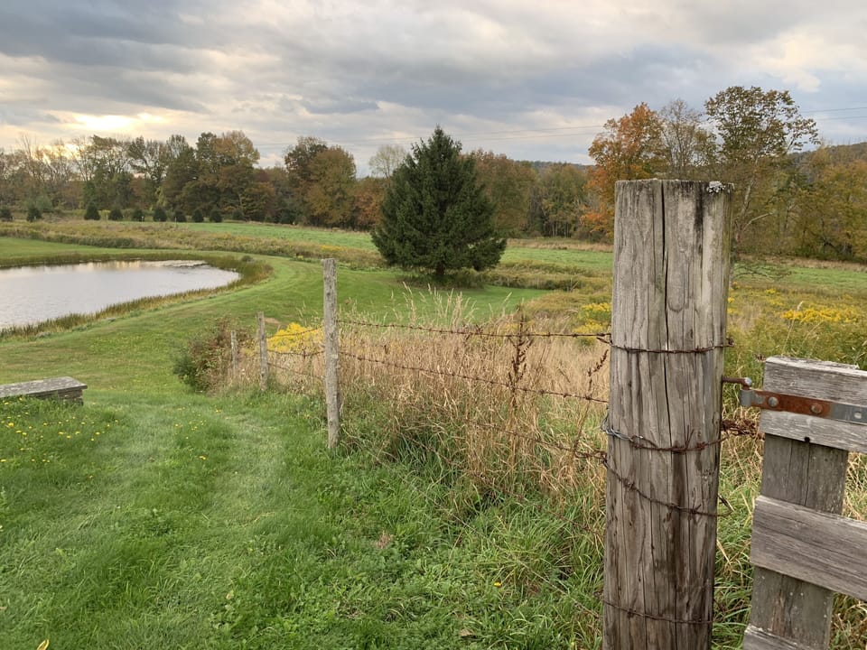 A fence opens to one of our lower pastures, leading to the private forest.
