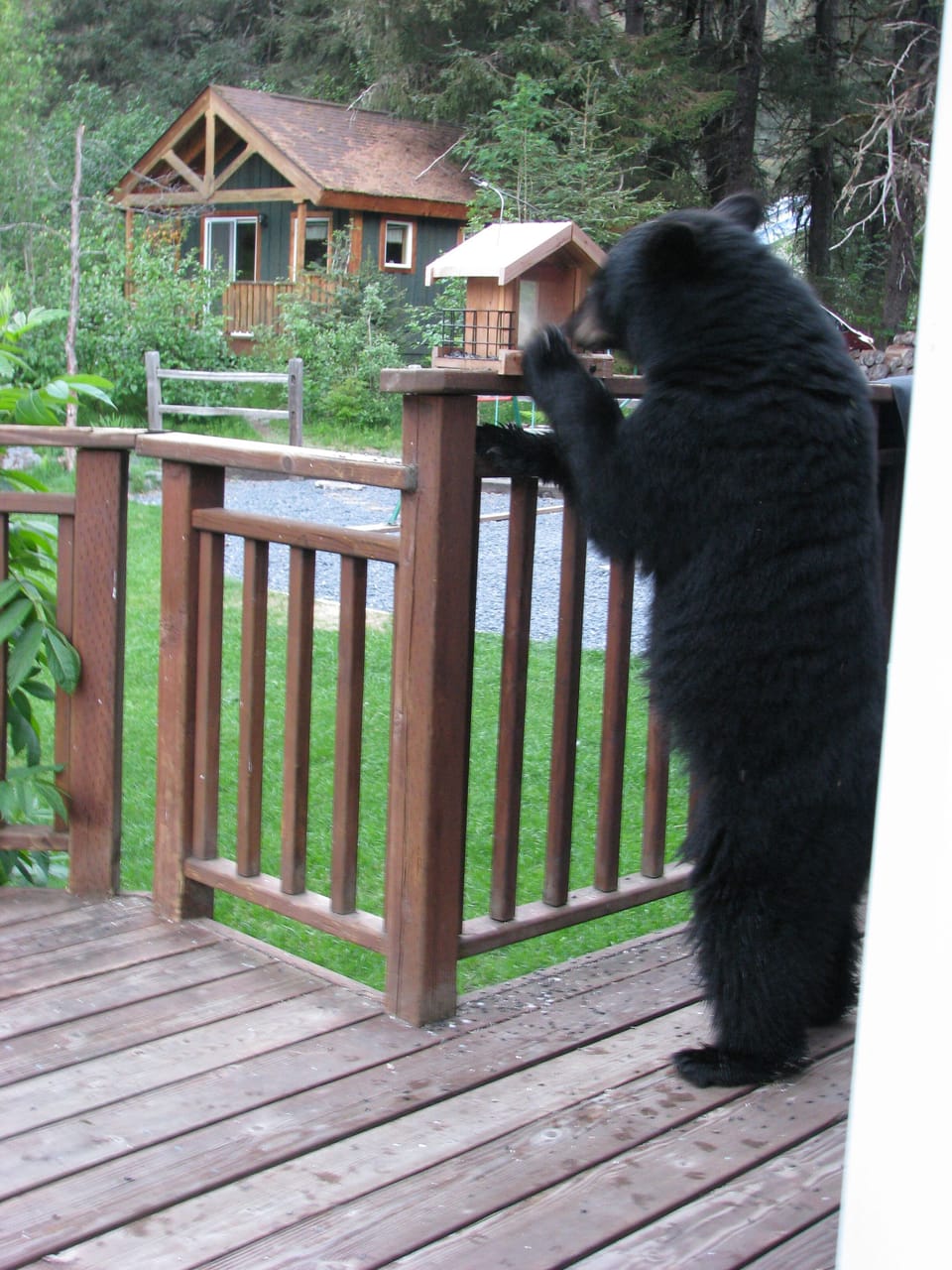 A visitor on our back porch waving to our guests and snacking on bird seed
