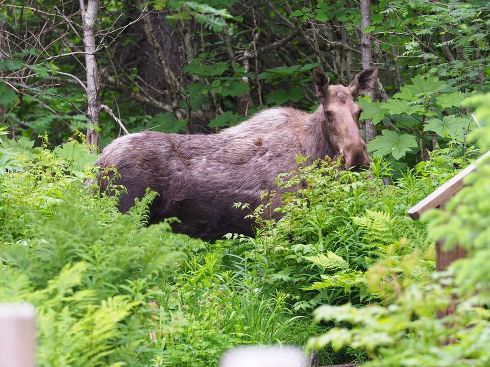 Mamma moose right next to the Annika's Guesthouse garden.