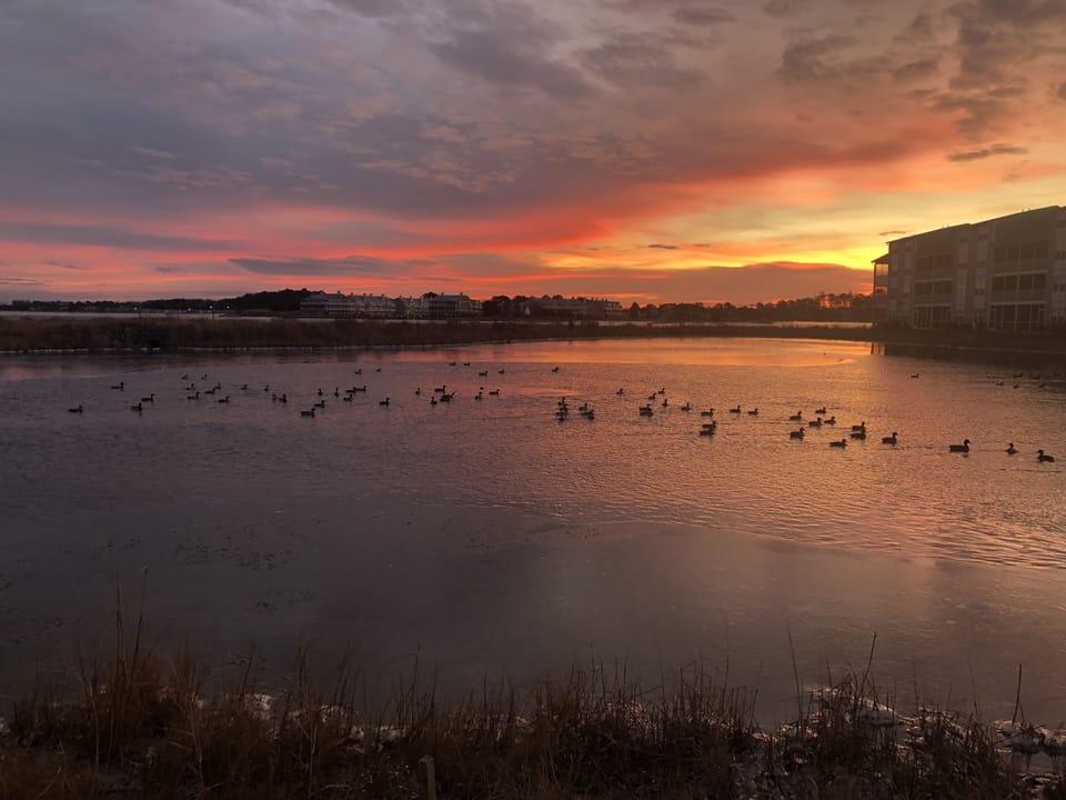 Ducks on the pond at sunrise ☀️from the porch