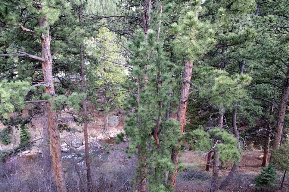 River View from Deck